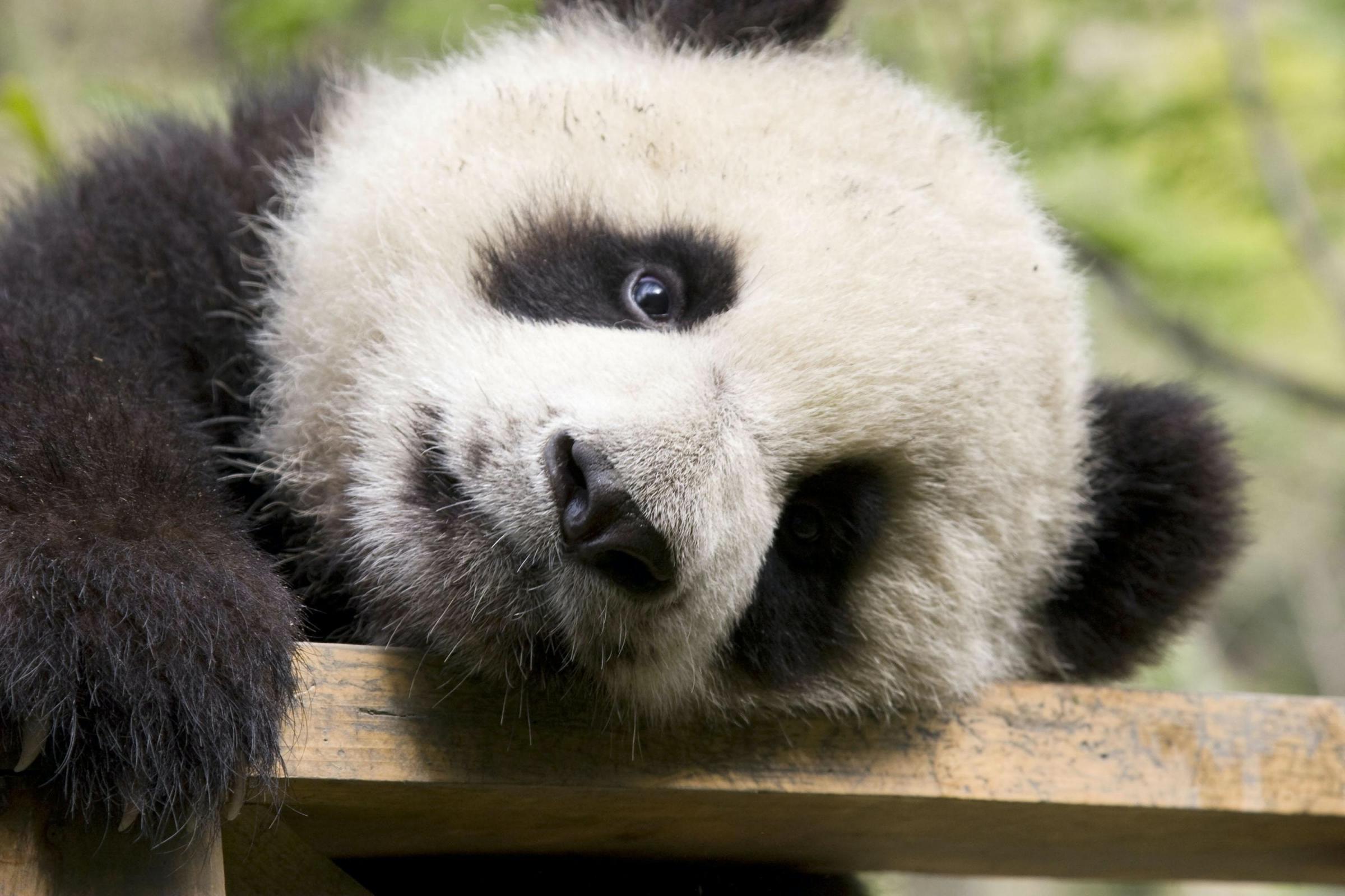 National Zoo In Us Capital Names Its Baby Panda Cub Central Fife Times